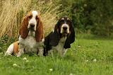 BASSET HOUND 127